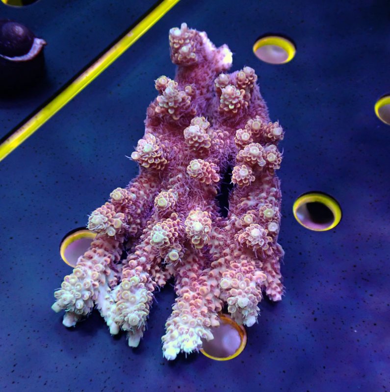 画像1: Acropora (1)