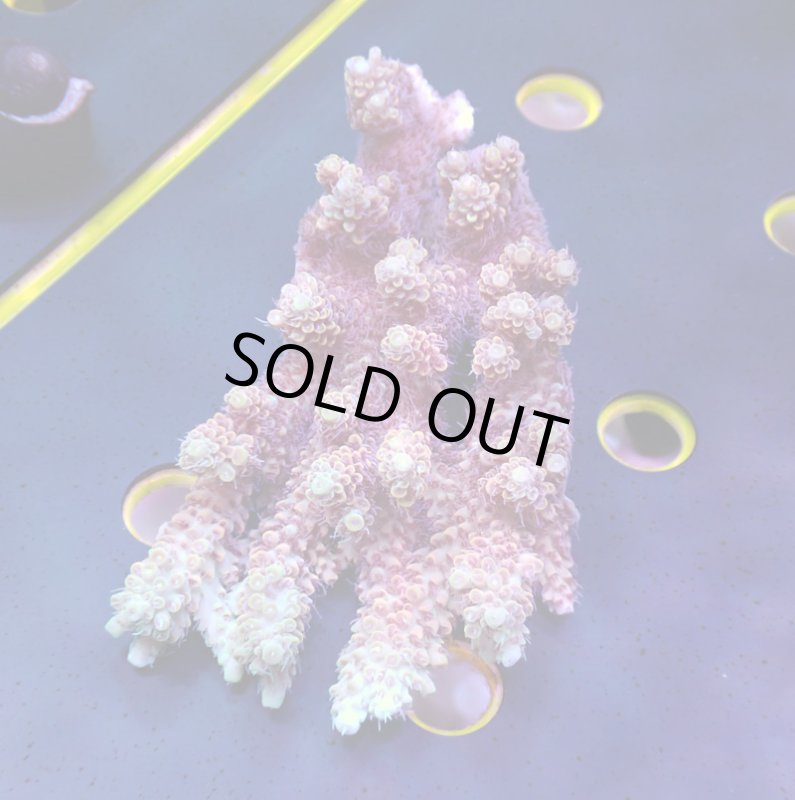 画像1: Acropora (1)