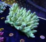 画像4: Acropora (4)