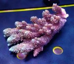 画像4: Acropora (4)