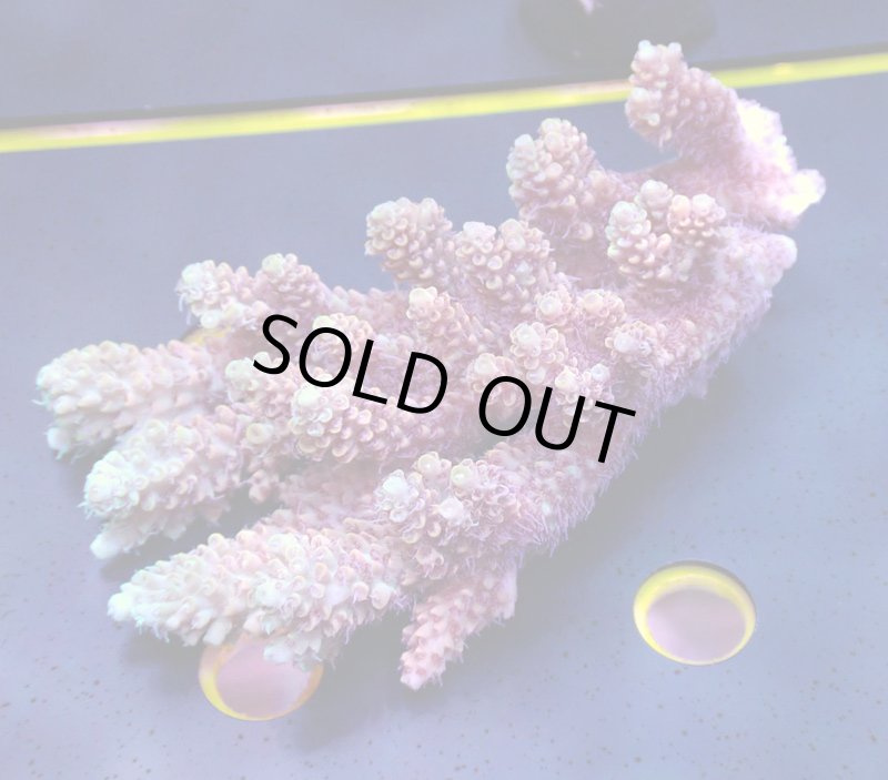 画像4: Acropora (4)