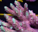 画像2: Acropora (2)