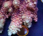 画像2: Acropora (2)