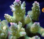 画像3: Acropora (3)