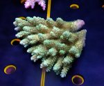 画像1: Acropora (1)