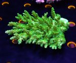 画像1: Acropora (1)