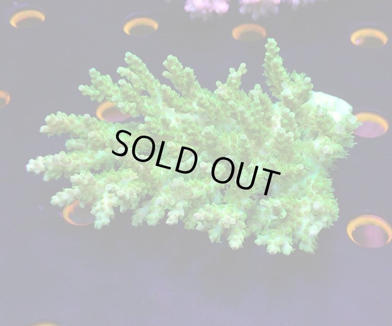 画像1: Acropora (1)