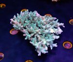 画像1: Acropora (1)
