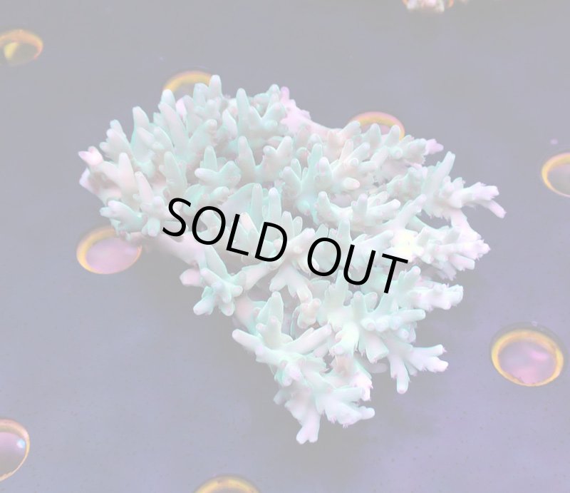 画像1: Acropora (1)