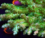 画像2: Acropora (2)