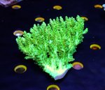 画像3: Acropora (3)