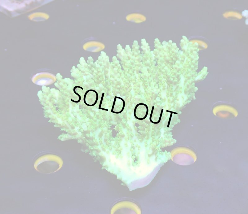 画像3: Acropora (3)