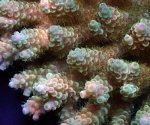 画像2: Acropora (2)