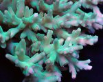 画像2: Acropora (2)