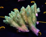 画像3: Acropora (3)