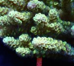 画像3: Acropora (3)