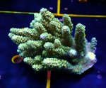 画像1: Acropora (1)