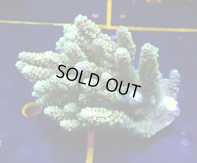 画像1: Acropora (1)