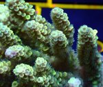画像2: Acropora (2)