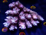 画像1: Acropora (1)