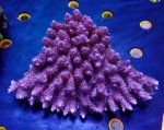 画像3: Acropora (3)