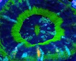 画像2: スコリミア (2)