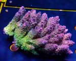 画像3: Acropora (3)