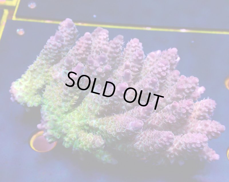 画像3: Acropora (3)