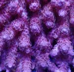 画像2: Acropora (2)