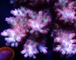 画像2: Acropora (2)