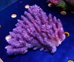 画像1: Acropora (1)