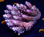 画像3: Acropora (3)