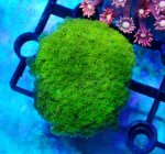 画像1: Bernardpora  (1)