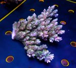 画像1: Acropora (1)