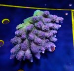 画像1: Acropora (1)