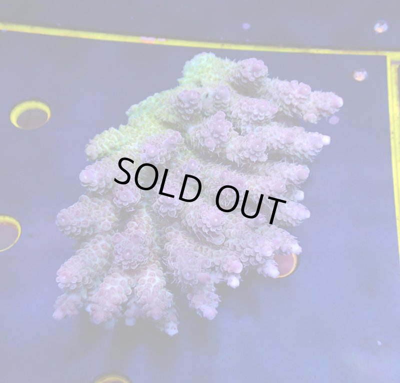 画像1: Acropora (1)