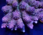 画像2: Acropora (2)