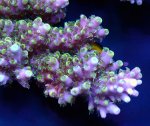 画像3: Acropora (3)