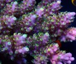 画像2: Acropora (2)