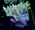 画像4: Acropora (4)