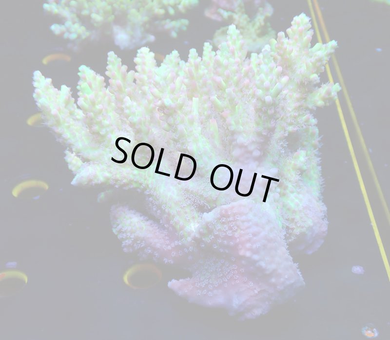 画像4: Acropora (4)
