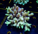 画像1: Acropora (1)