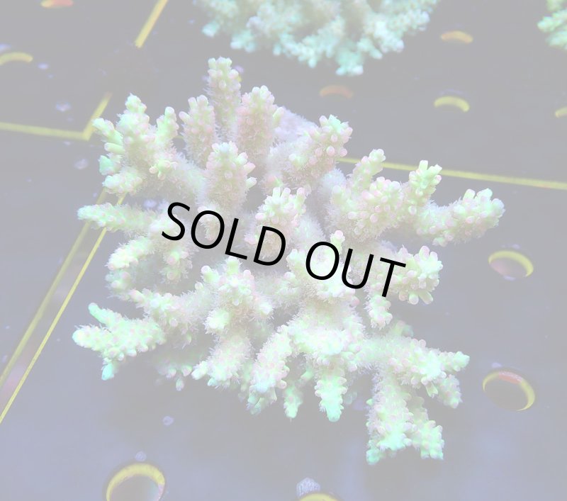 画像1: Acropora (1)