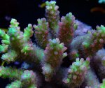 画像2: Acropora (2)