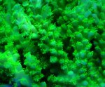 画像3: Acropora (3)