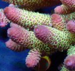画像3: Acropora (3)