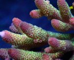 画像2: Acropora (2)