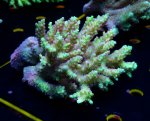 画像5: Acropora (5)