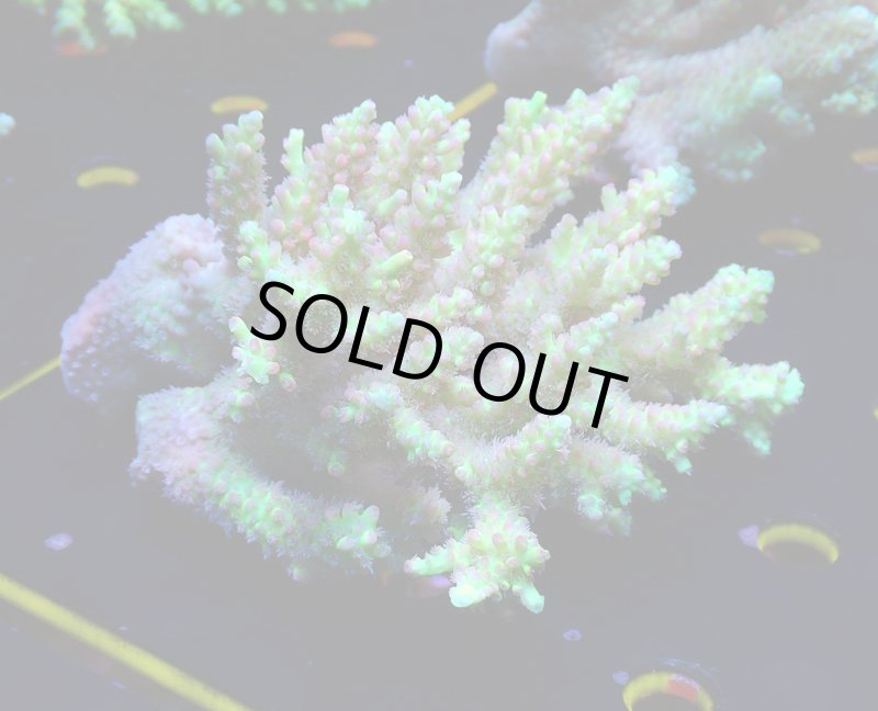 画像5: Acropora (5)