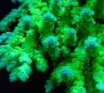 画像4: Acropora (4)